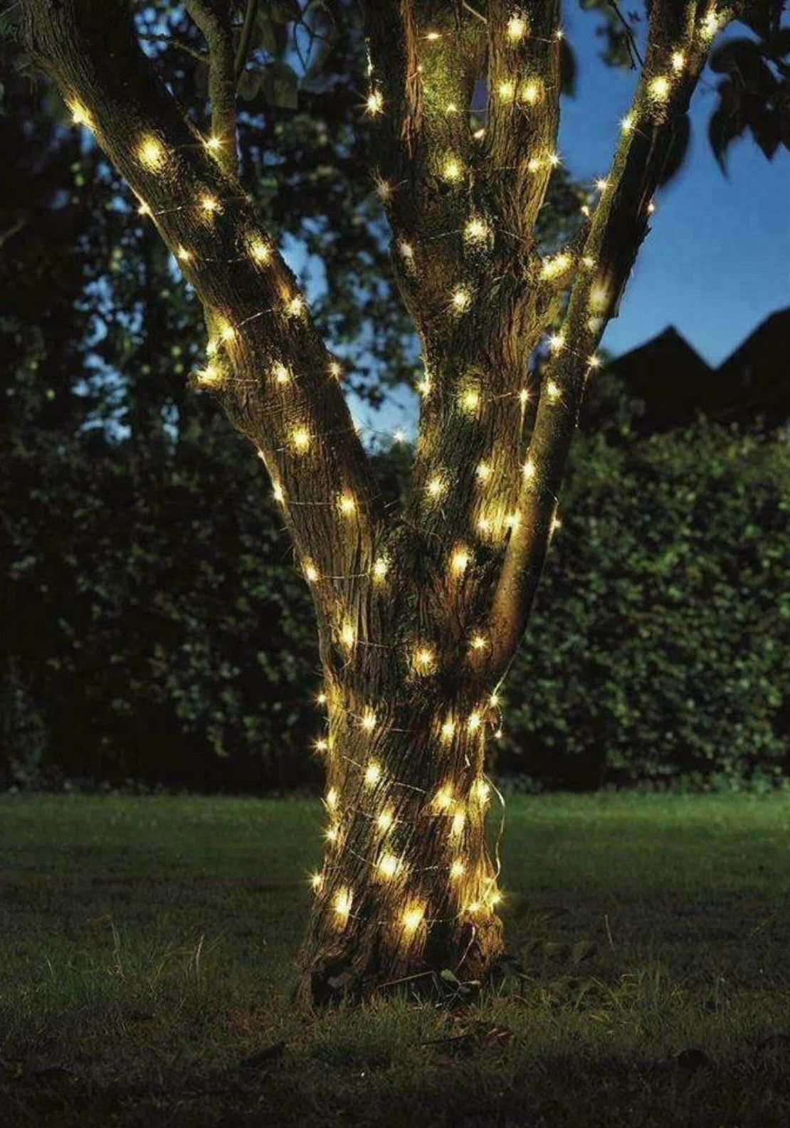 The Home Christmas 50 LED Firefly String Lights 2 Shaws Department Stores