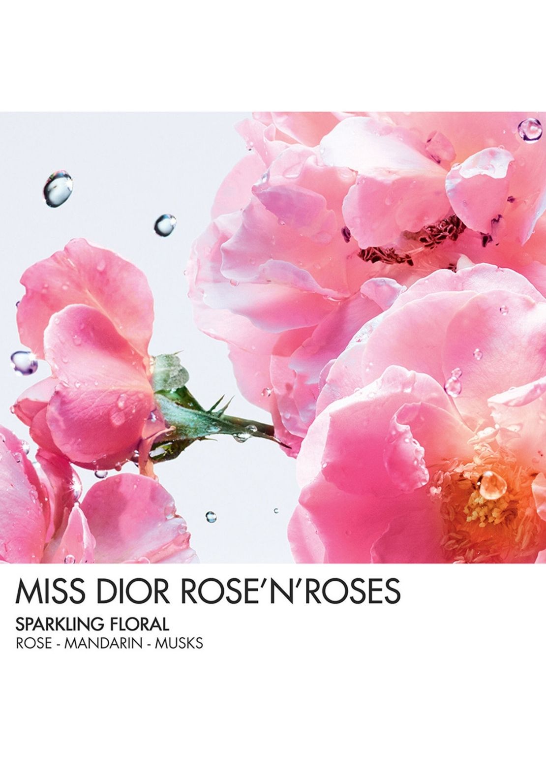Miss Dior Rose N&
