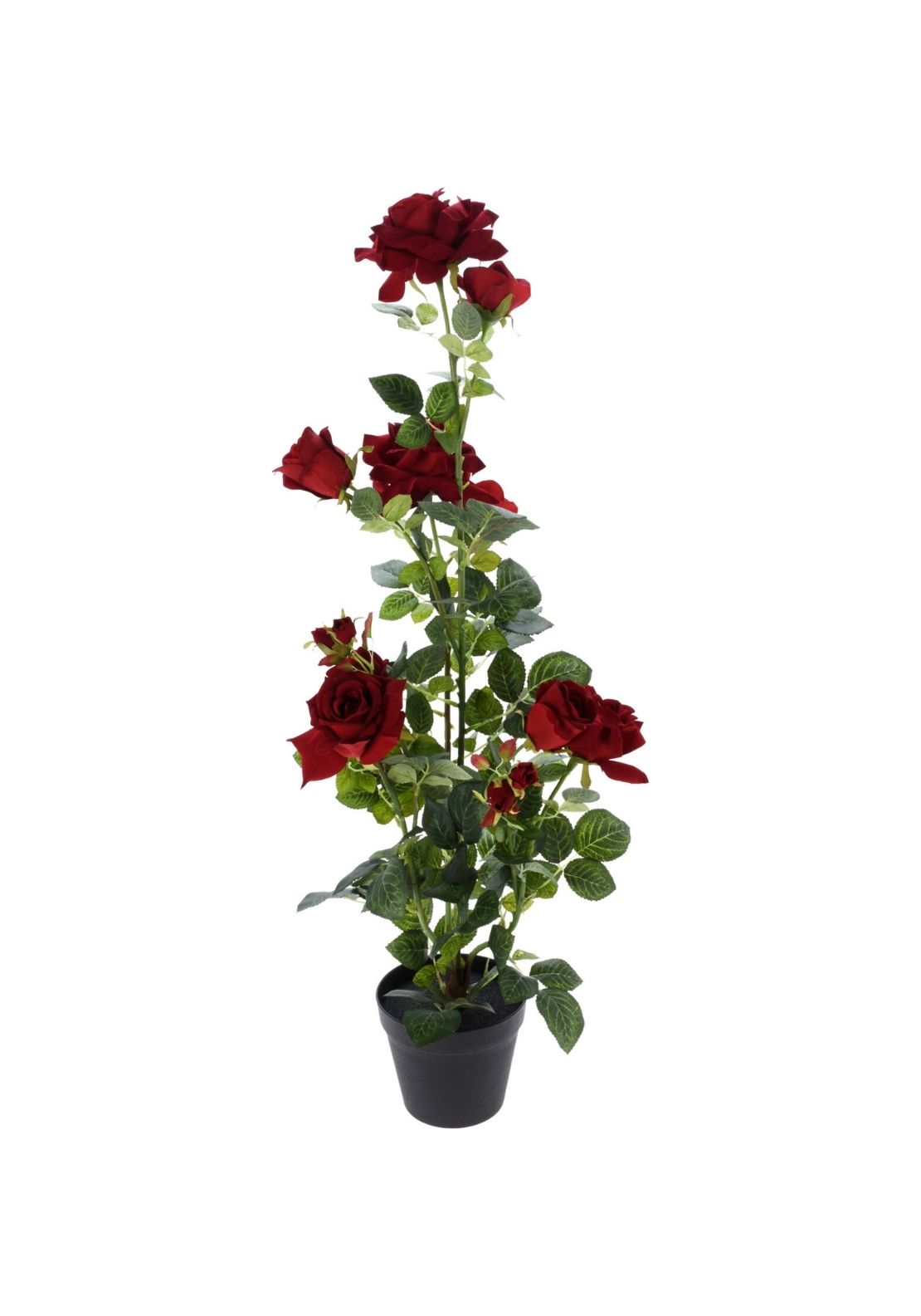 Decoration Rose Plant