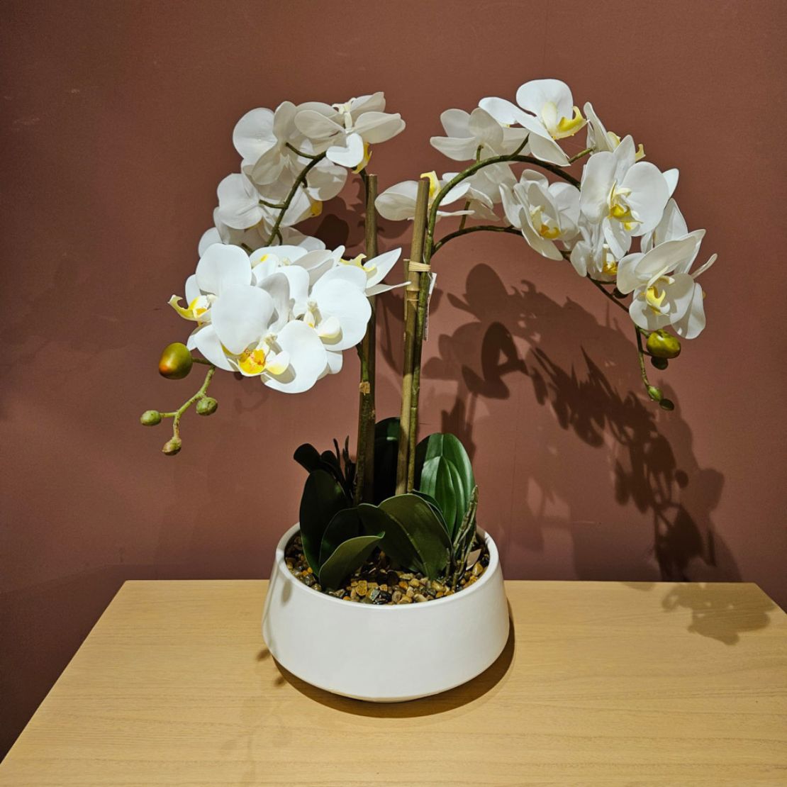 The Home Collection Potted Orchid Medium - White 2 Shaws Department Stores