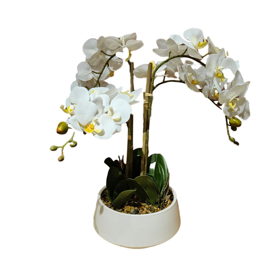The Home Collection Potted Orchid Medium - White 1 Shaws Department Stores
