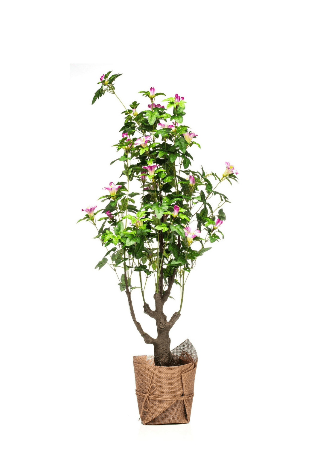 The Grange Collection Morning Glory Shrub 85cm 1 Shaws Department Stores