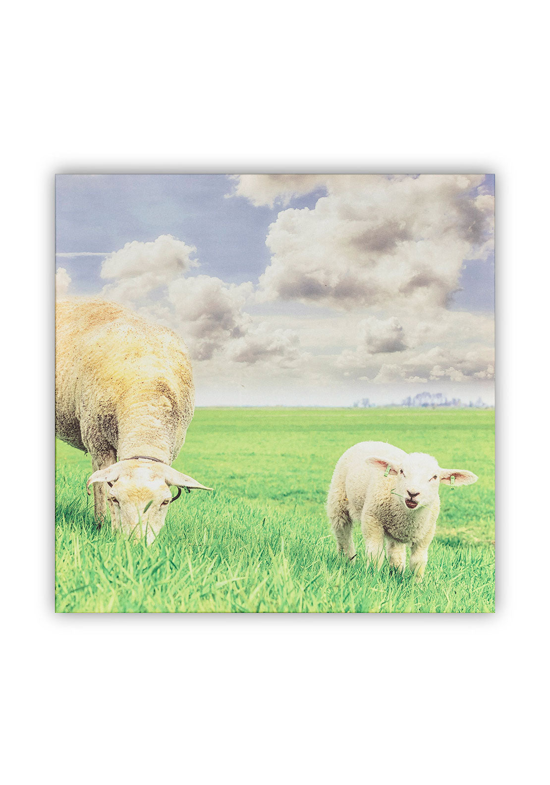 Kirkwood Sheep Canvas 1 Shaws Department Stores