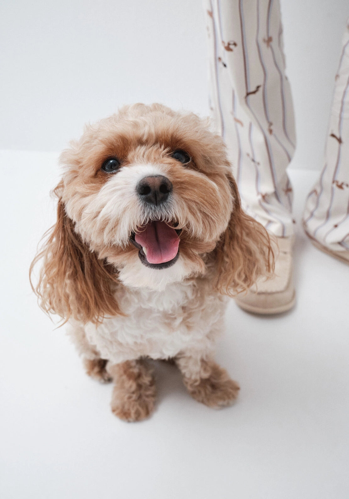 Striped Dog Print Classic Pyjamas - White