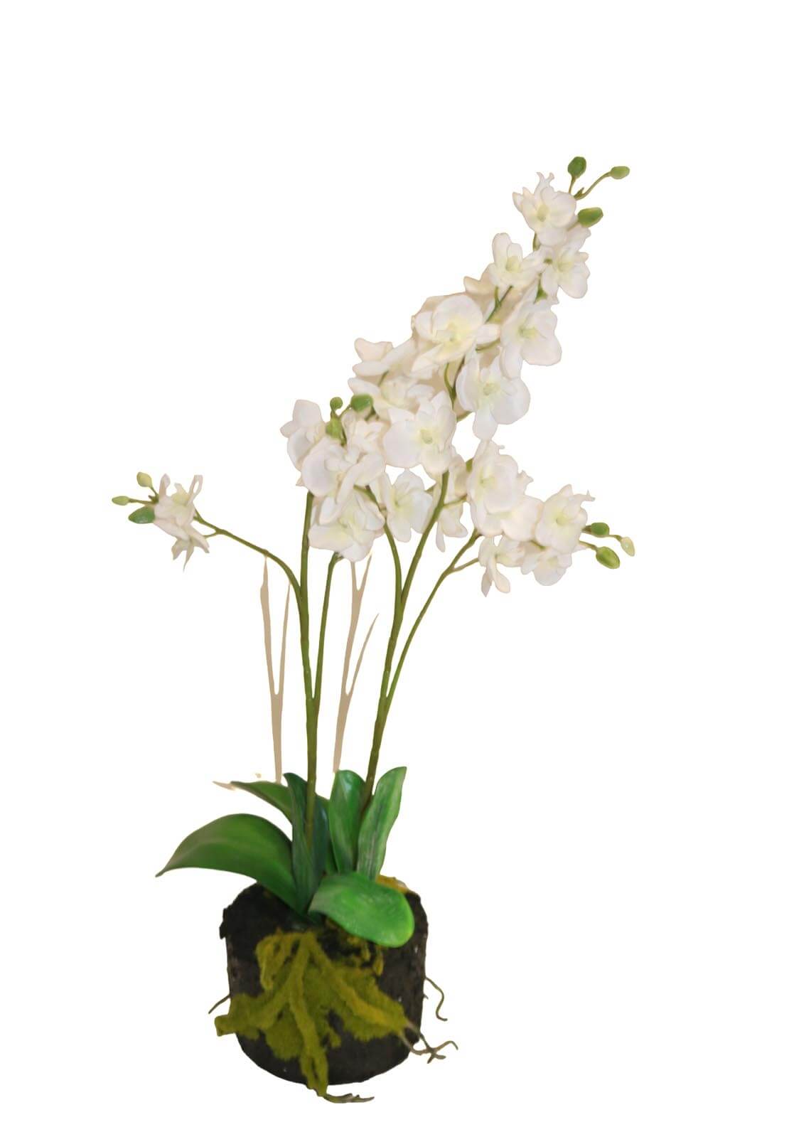 Hazy Days White Orchid In Polyfoam - White 1 Shaws Department Stores