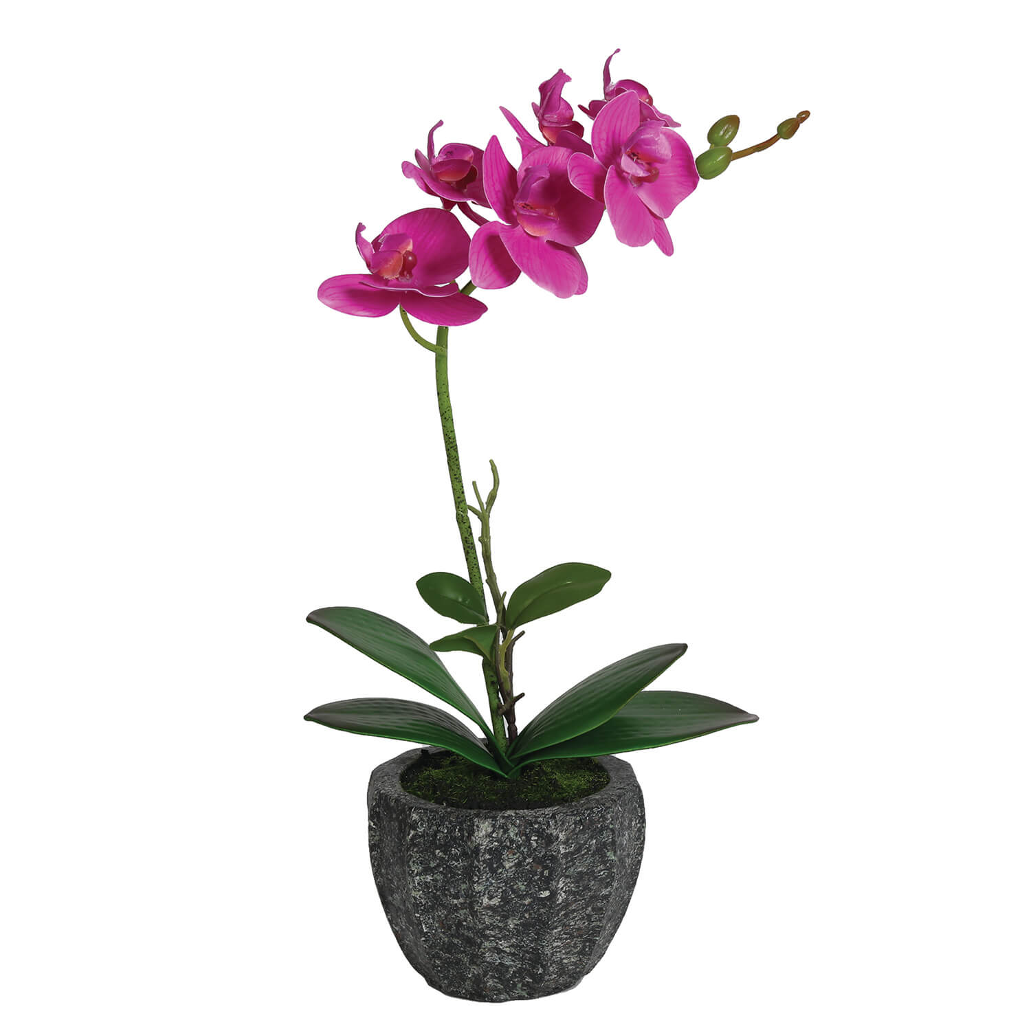 The Home Collection Orchid 38cm - Pink 1 Shaws Department Stores