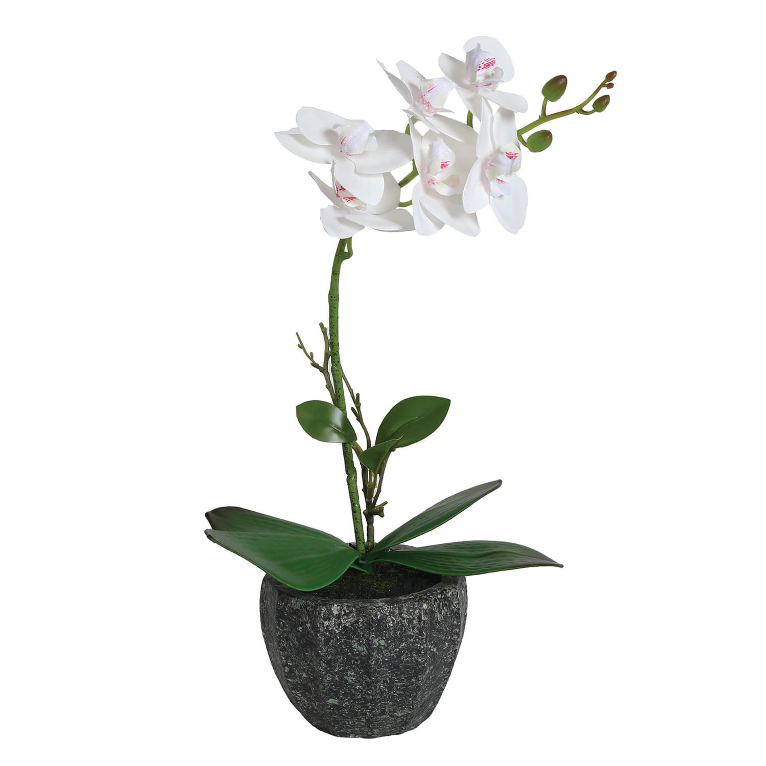 The Home Collection Orchid 38cm - White 1 Shaws Department Stores